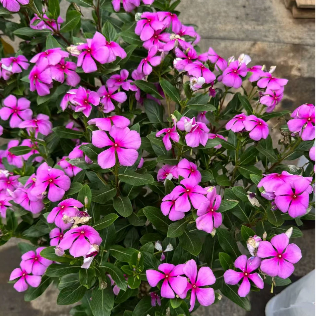 长春花棒棒糖 夏季耐热耐晒多季节开花阳台庭院花园花卉