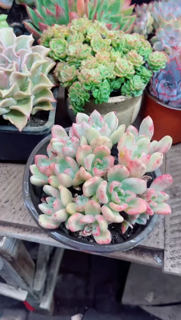 笑**开19032多肉植物一物一拍