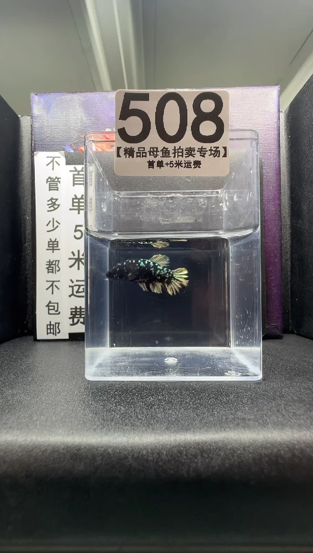 斗鱼母鱼编号：508