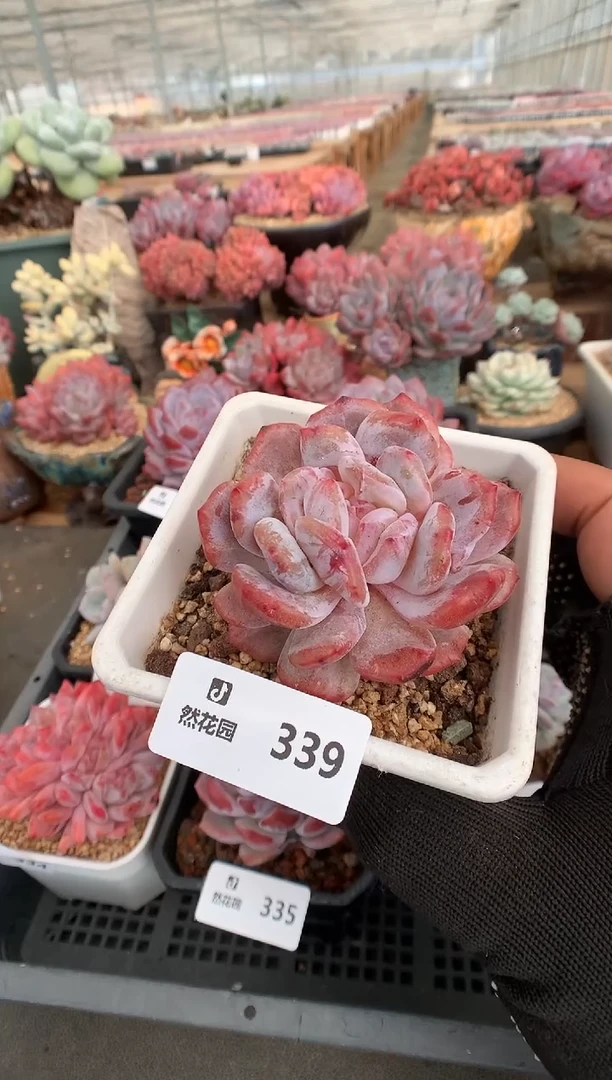 339梦露石化一物一拍