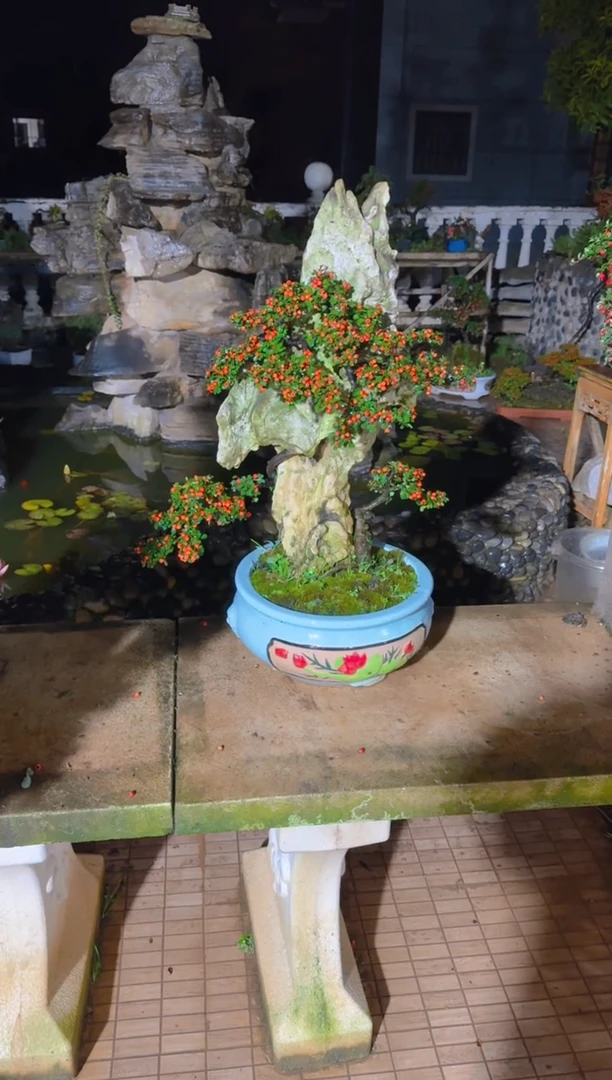 无花朵用****6红花老桩