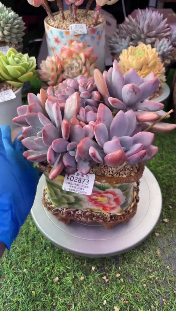 昆明印象多肉02873