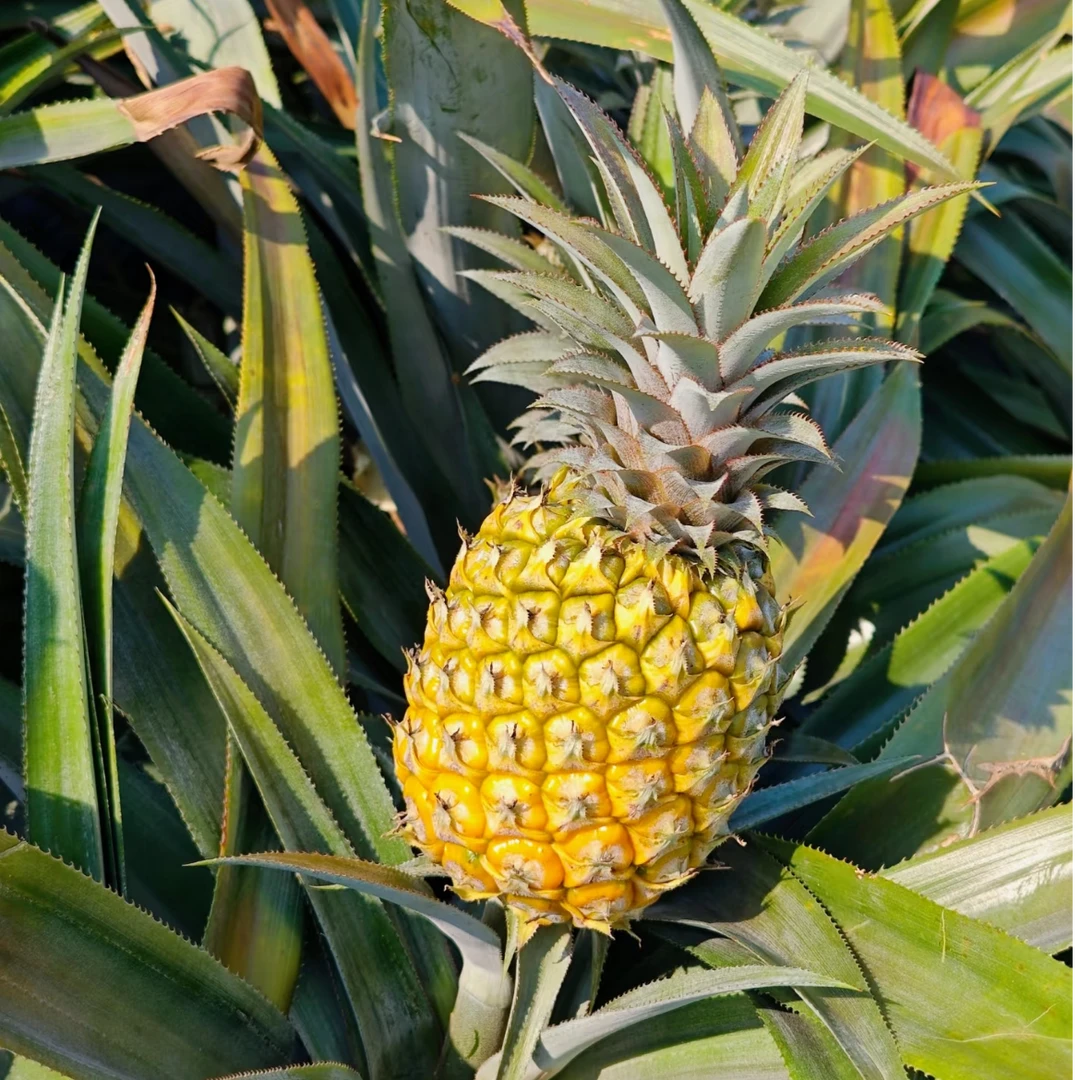 海南金凤菠萝，酸甜爽口，凤梨菠萝结合体，一个1斤半
