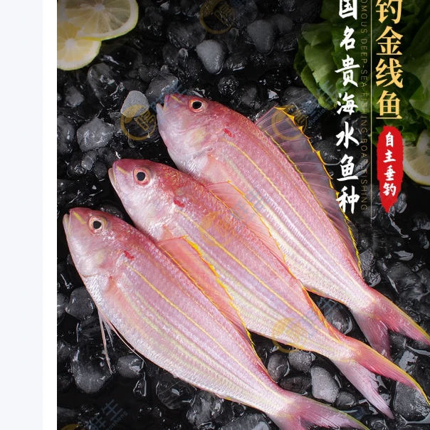 【魏来海鲜】深海金线鱼顺丰冷链发货新鲜活冻顺丰冷链到家
