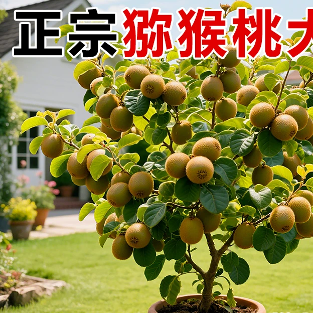 猕猴桃树苗果苗红心软枣猕猴桃苗嫁接奇异果水果树南北方种植盆栽