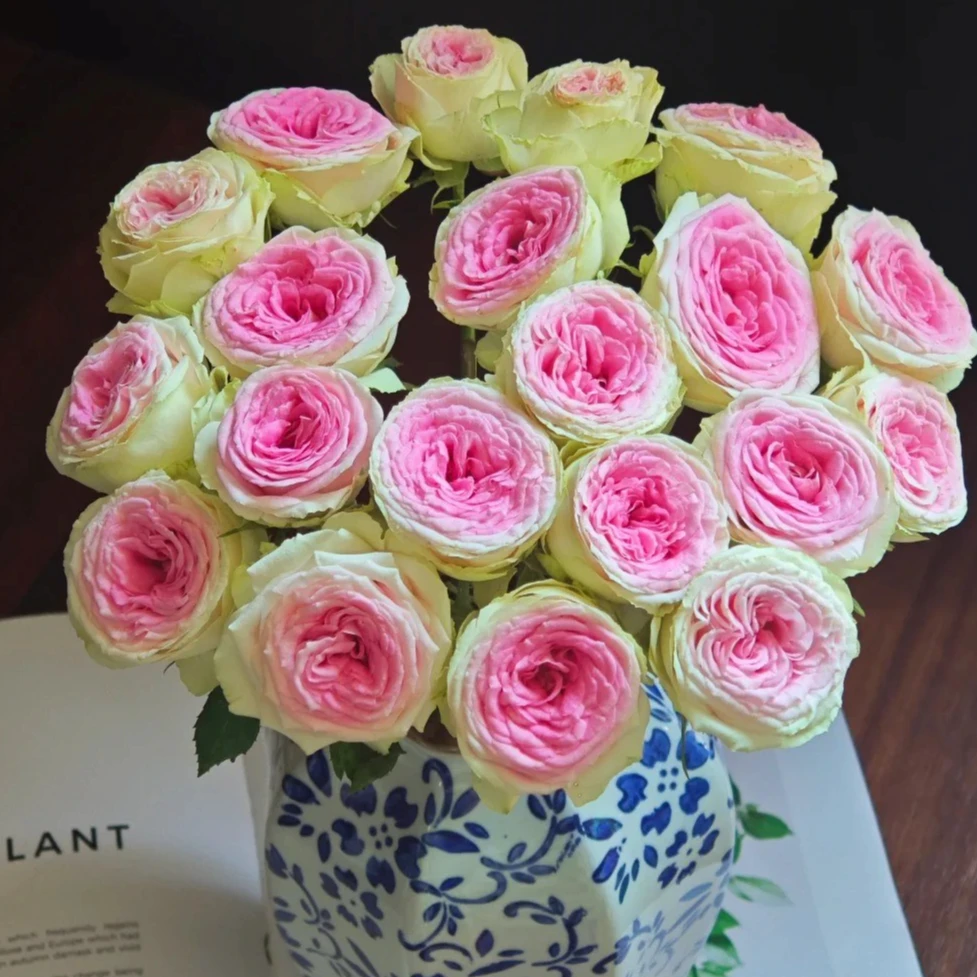 【云南鲜花】多头（冰淇淋）玫瑰 1单普通包邮，2单以上顺丰冷链