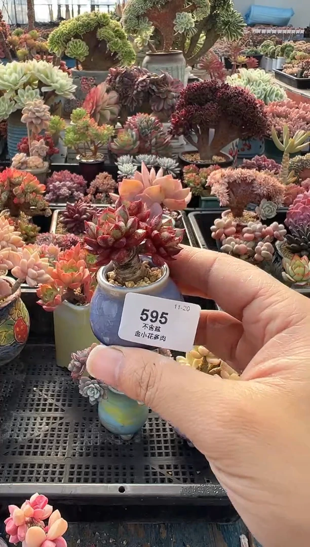 茉*595            不带盆