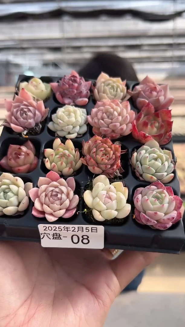 【闪购商品】穴盘-8