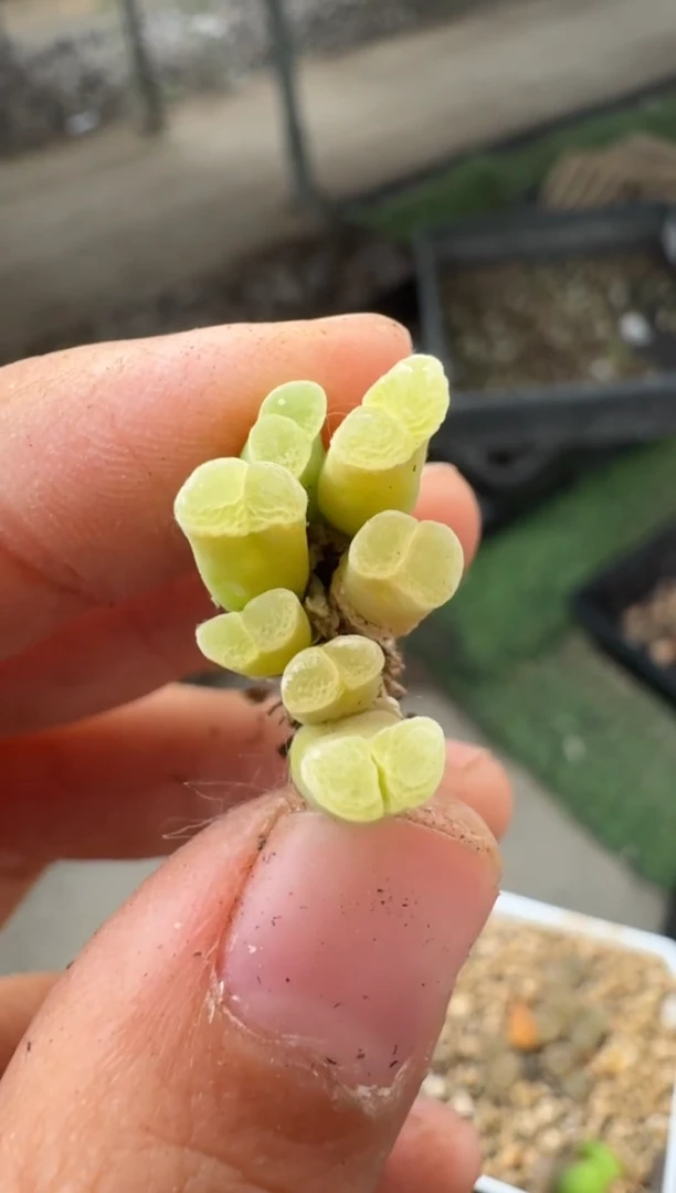 美丽的肉石头（25-31）-371粉佛肚
