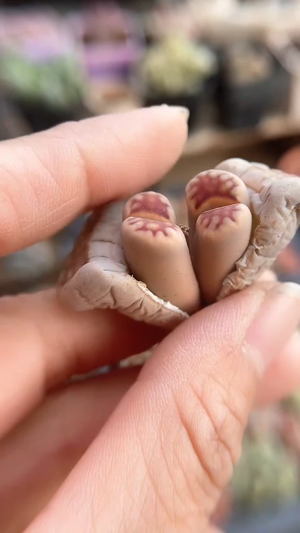 【闪购商品】9611直播一物一拍