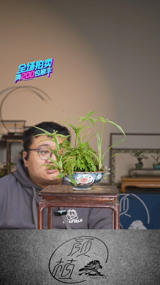 无花朵007草本植物 顺丰到付