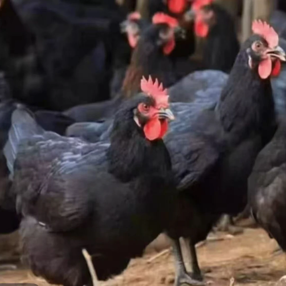 农家散养黑凤鸡发货包邮到手3只单只2.5斤以上发货