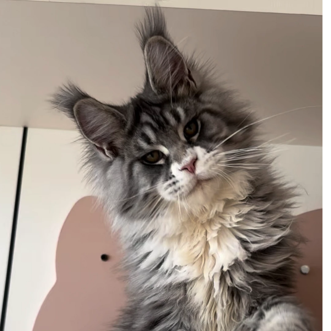 【比奇堡缅因猫】活体猫咪