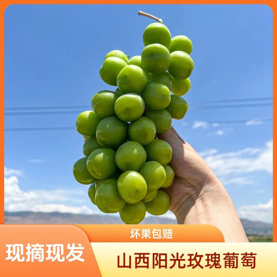 【顺丰包邮】山西阳光玫瑰葡萄玫瑰香新鲜采摘应季水果颗颗饱满包赔