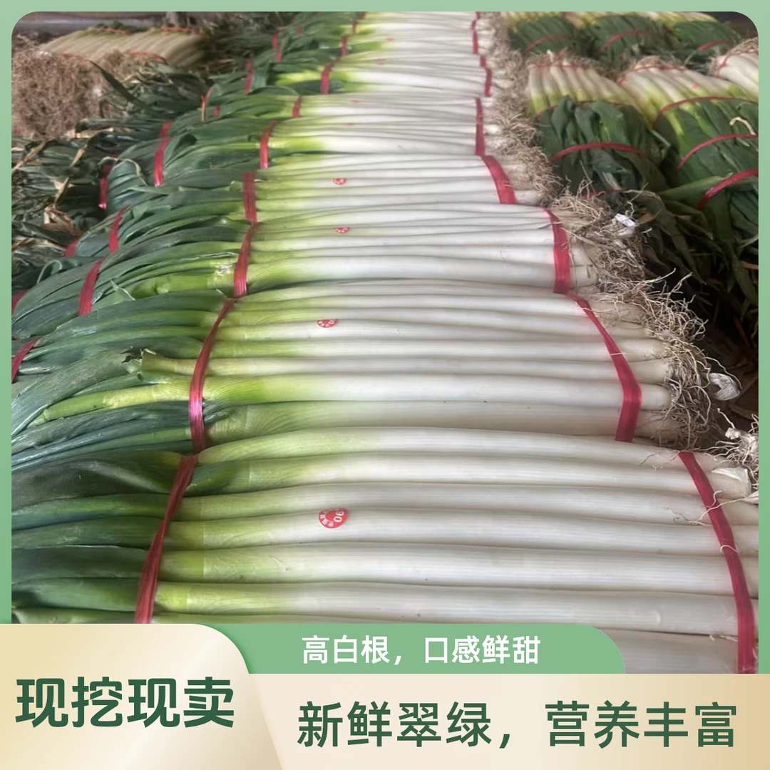 农家铁杆大葱葱白长脆甜不辣新鲜蔬菜