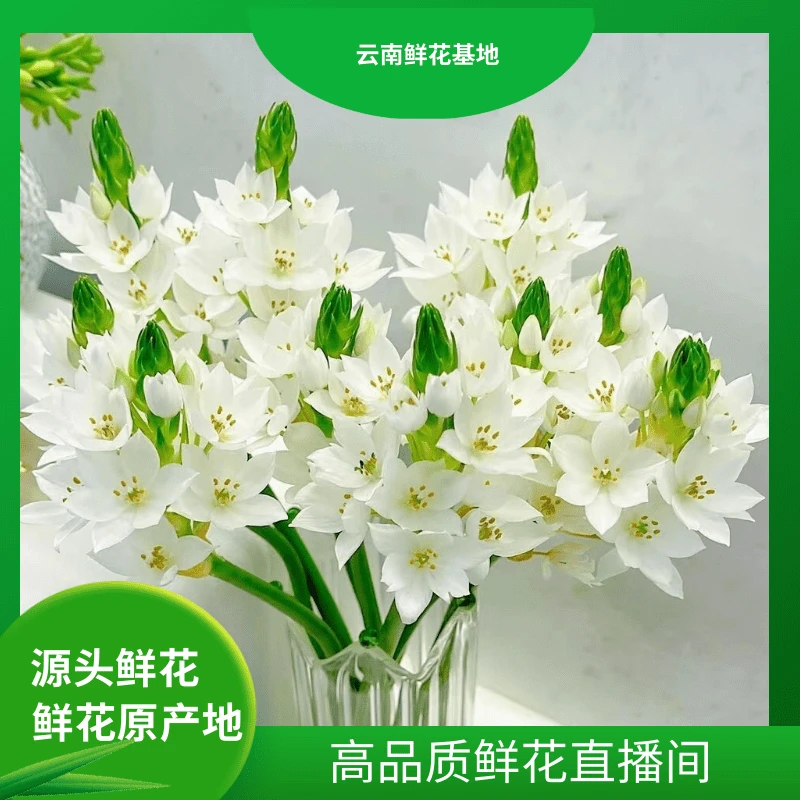 情人节礼物【圣心百合】云南鲜花 任意两单鲜花升级冷链或空运到家