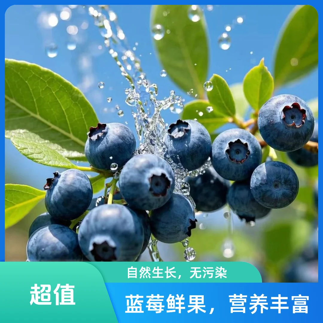 【基地直采】云南高山花香蓝莓，又脆又甜，每一颗带花香12mm-18mmG云南蓝莓云南省