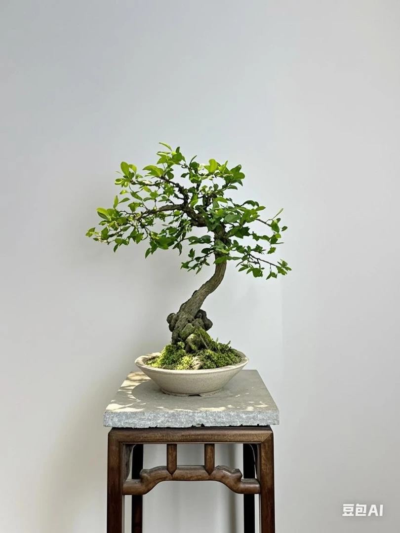 老鸦柿成品熟桩盆景