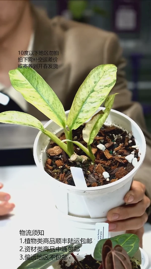 完全开放白羽毛锦