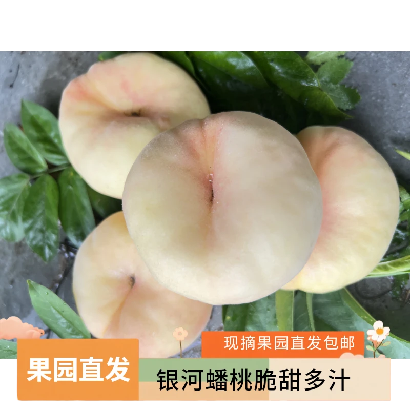 五斤银河奶油蟠桃脆甜顺丰包邮孕妇儿童适用现摘果园直发