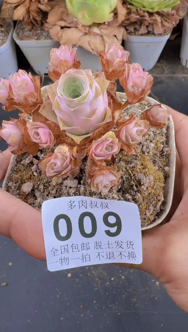 米*山地玫瑰  星河--009