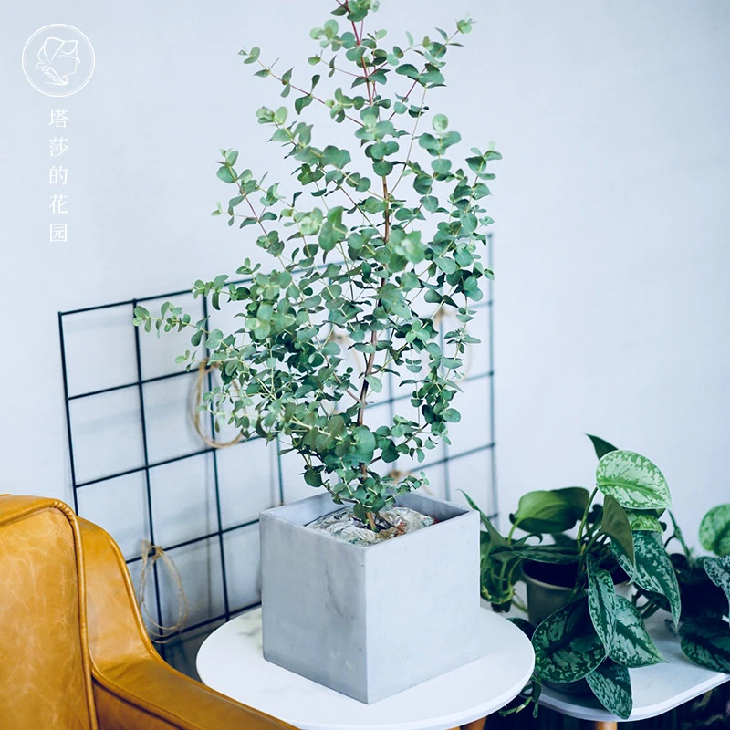 塔莎的花园尤加利苹果桉绿植盆栽室内阳台观叶植物耐看好养