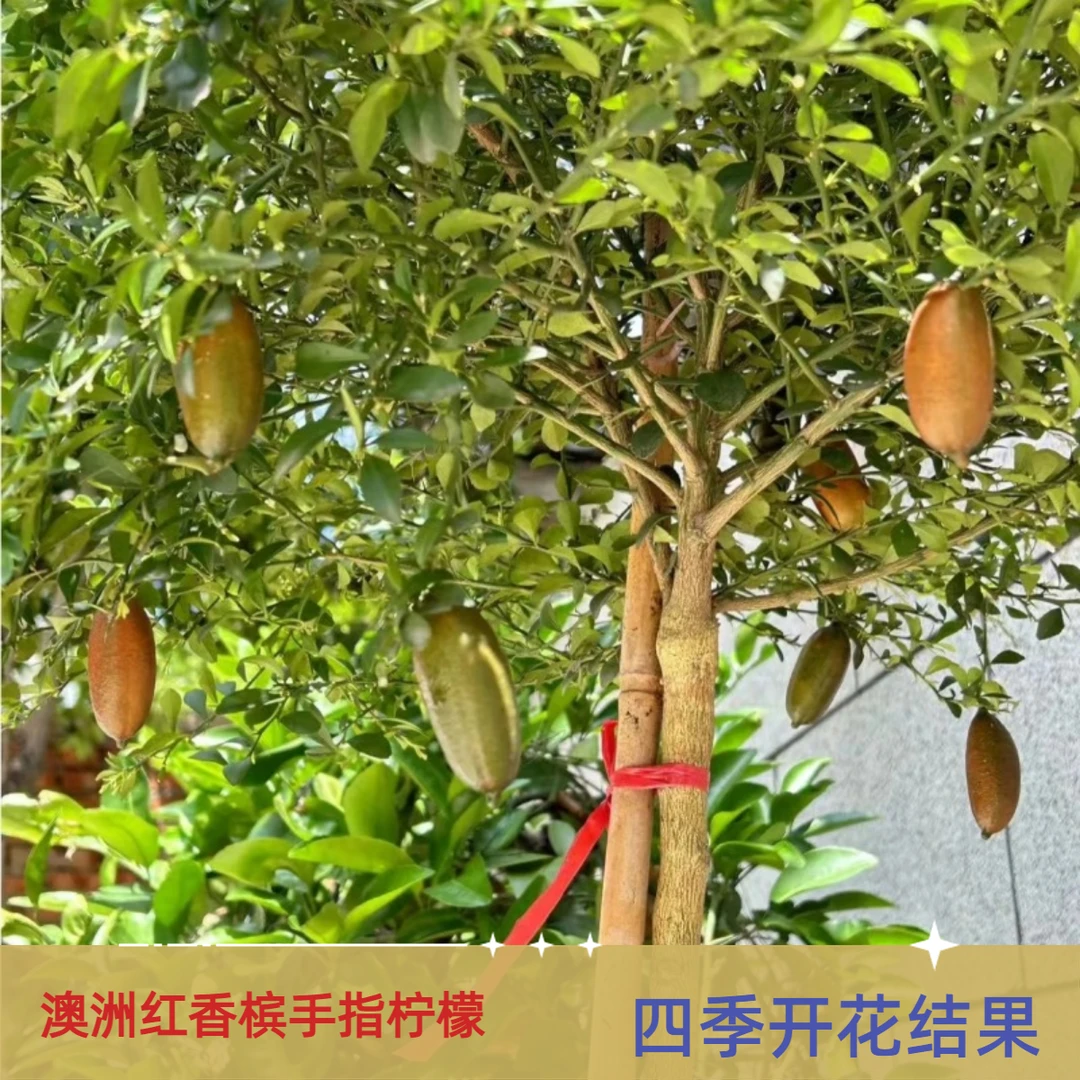 澳洲红香槟手指柠檬四季开花结果盆地栽庭院种植