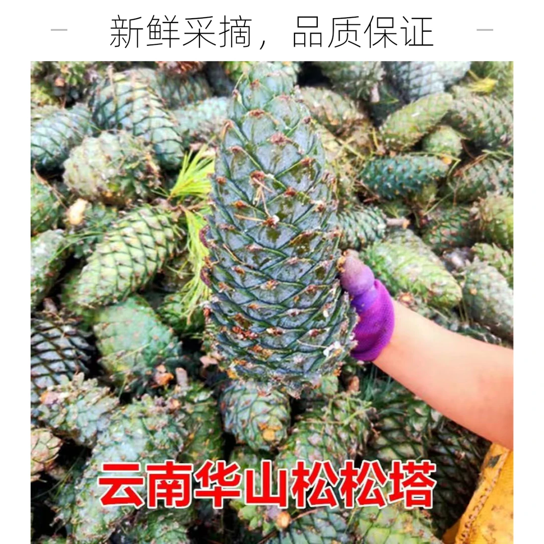 巨无霸新鲜松塔带松子2025年野生松果天然松果小松鼠粮食