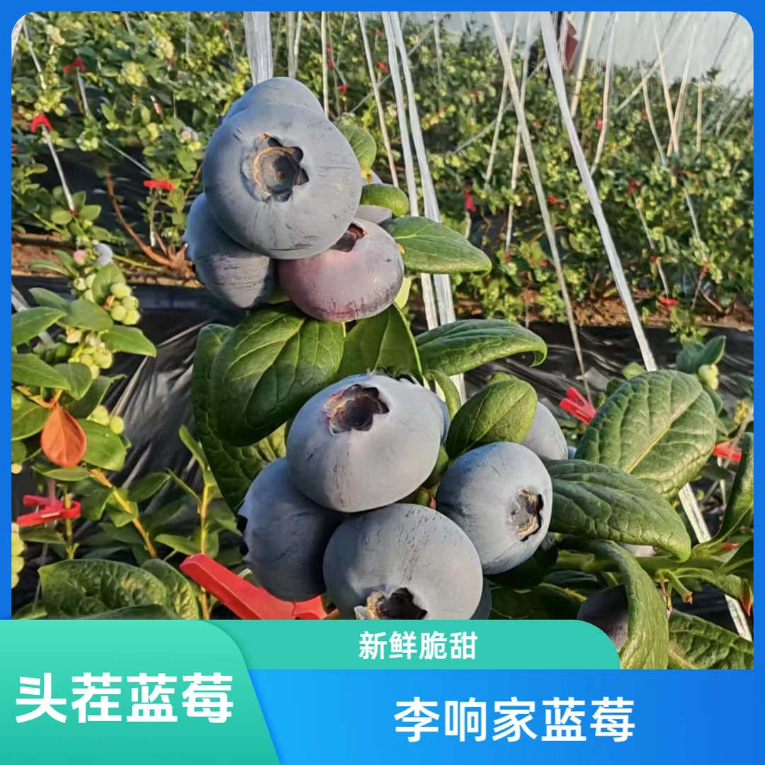 水果【大果蓝莓】新鲜采摘 应季蓝莓 脆甜多汁 花香蓝莓