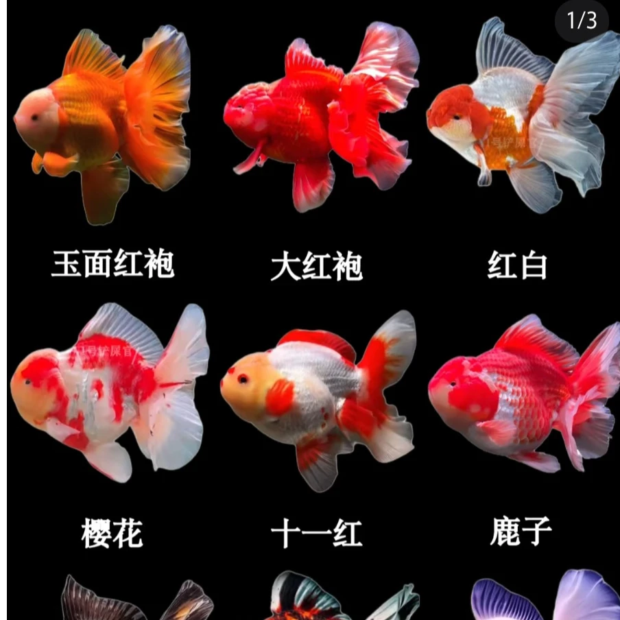 精品泰狮金鱼冷水鱼观赏鱼（直播间专用）（图片仅供参考）