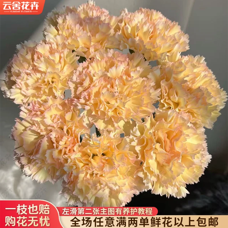 【云舍花卉】【可可西里】单头康乃馨全场鲜花任意满两单及以上包邮