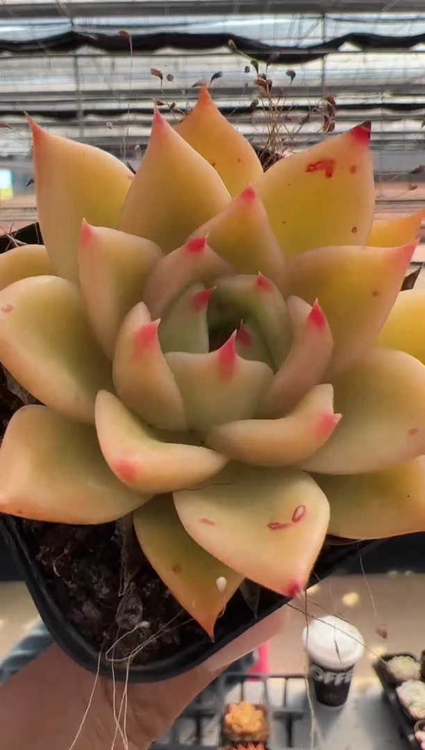 【闪购商品】新款多肉-124