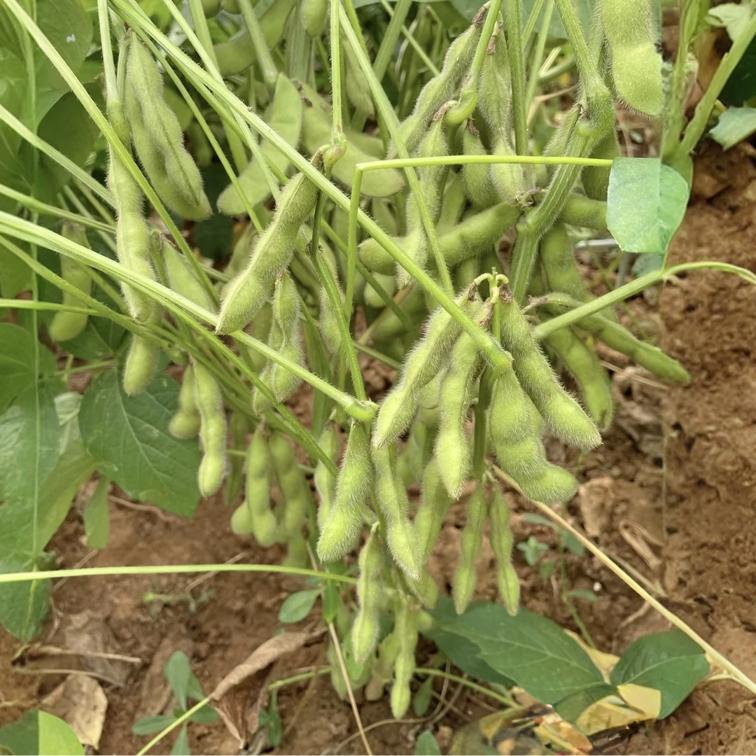 贵州农家带壳毛豆/整株青黄豆/整株大豆新鲜营养现摘现发
