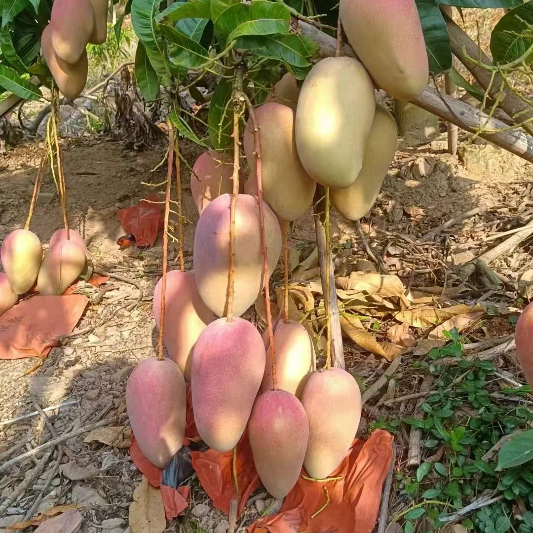 【京东包邮】正宗海南三亚红玉芒果新鲜应季水果现摘现发