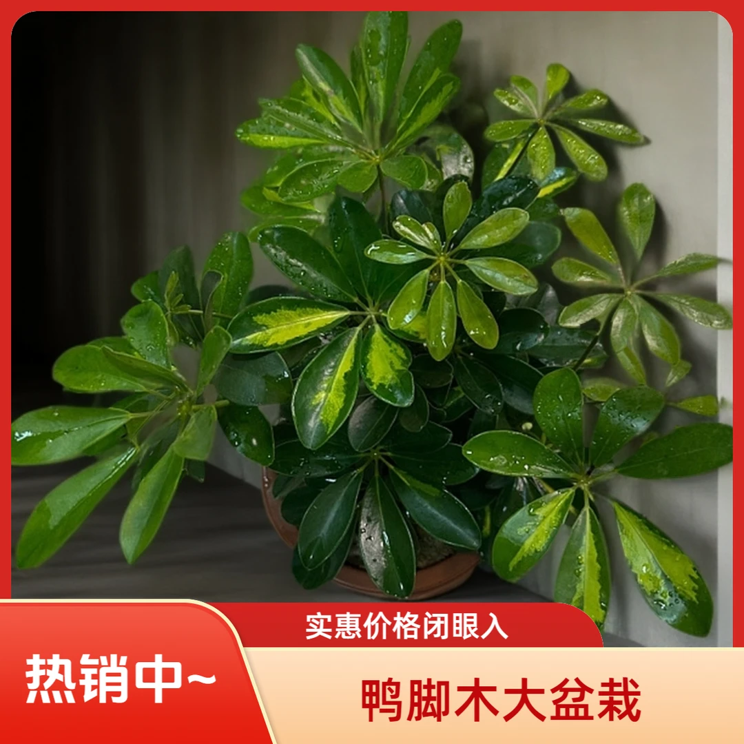 【直播专用】一物一拍现场造型鸭脚木大盆栽植物绿植盆栽绿植鸭掌木