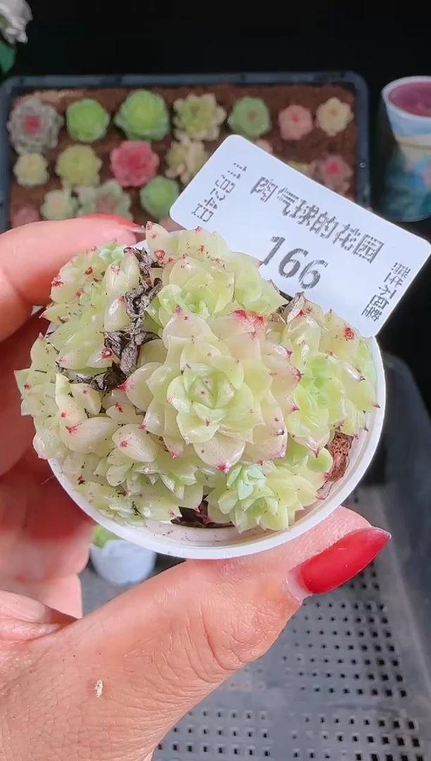 1124-166群生不包整