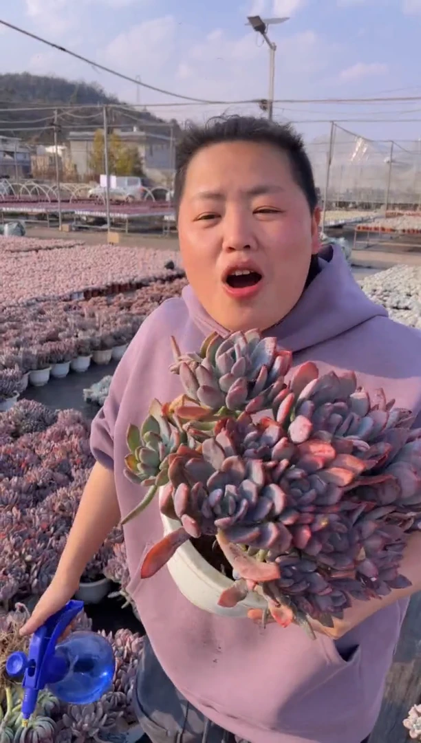 【闪购商品】38-灰姑娘大群9.99