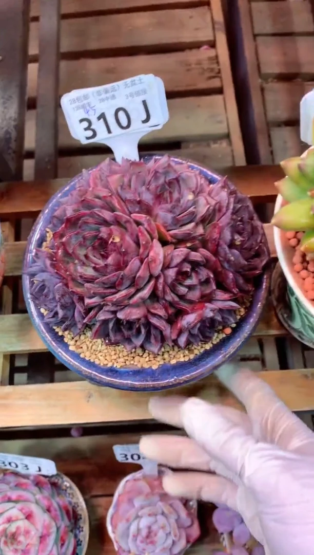 310J（一物一拍，精品多肉，w所见即所得 ）