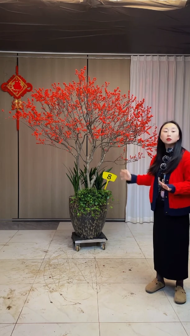 【闪购商品】北美冬青