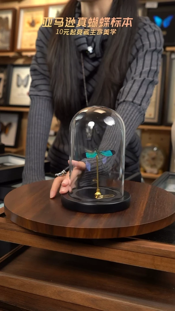 华艳色蟌小号玻璃罩