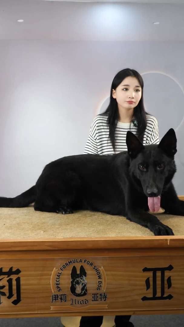 东德牧羊犬格林格搭配马克女儿纯黑公两岁不包邮