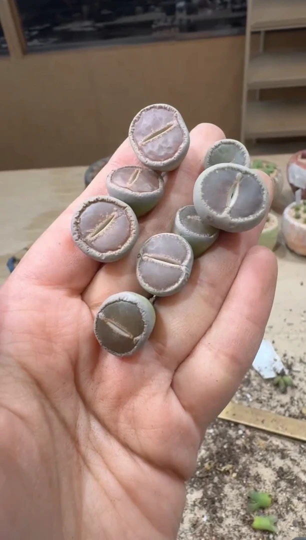 17-201多肉植物肉锥