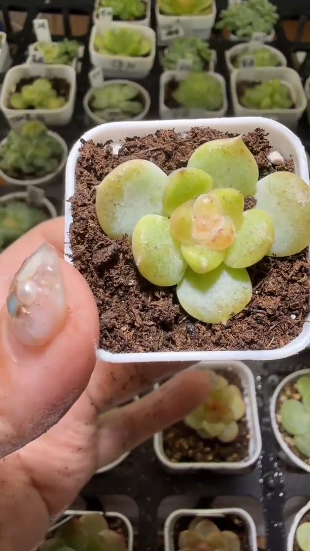 1379  TN多肉植物