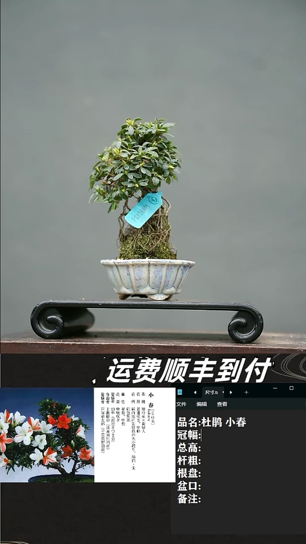【闪购商品】39 杜娟 小春