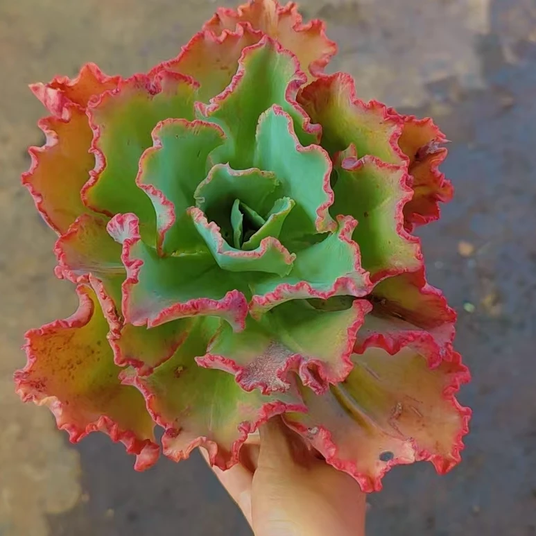 舞会红裙（托土发货）精品多肉植物