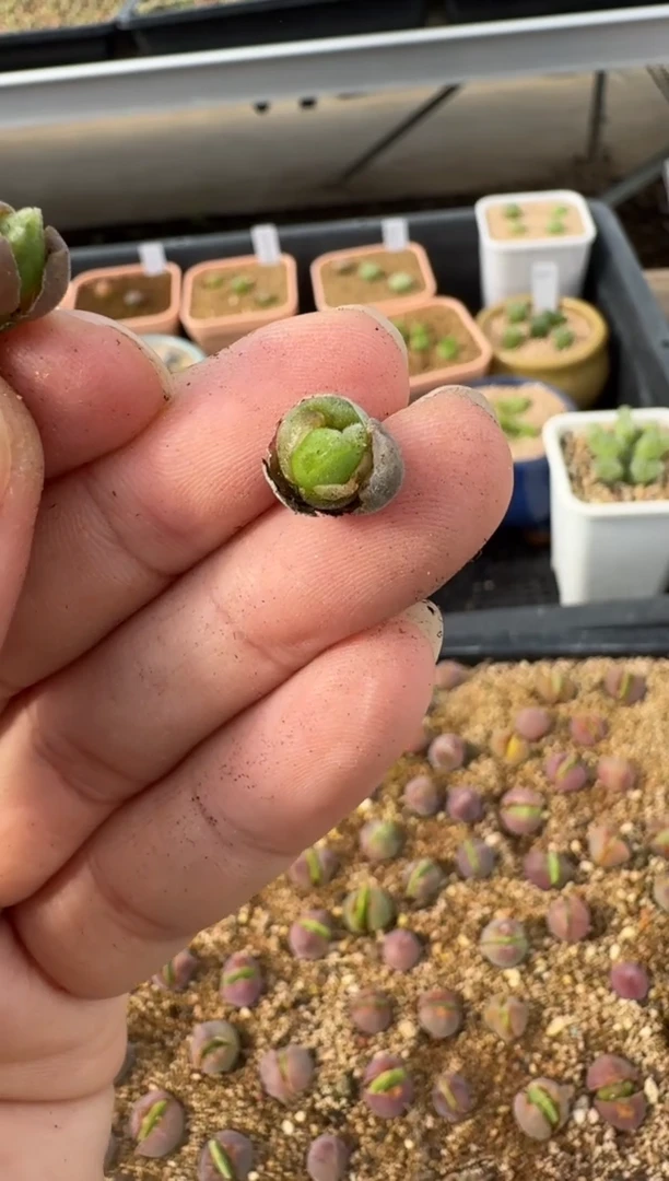 【闪购商品】2.5-24