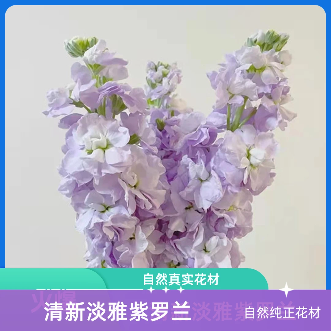 【5枝紫色紫罗兰】～全店满35元包邮～《今天下单明天到》生活鲜花瓶插花