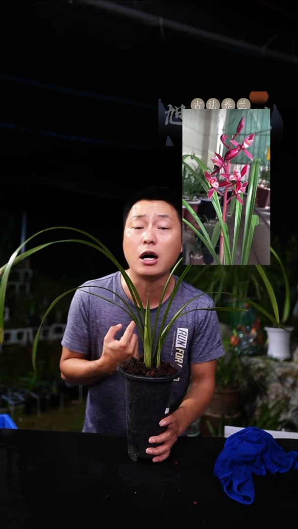 当前无花栽培后可以开花秋榜-版纳红（前垄子母2苗）种好发京东