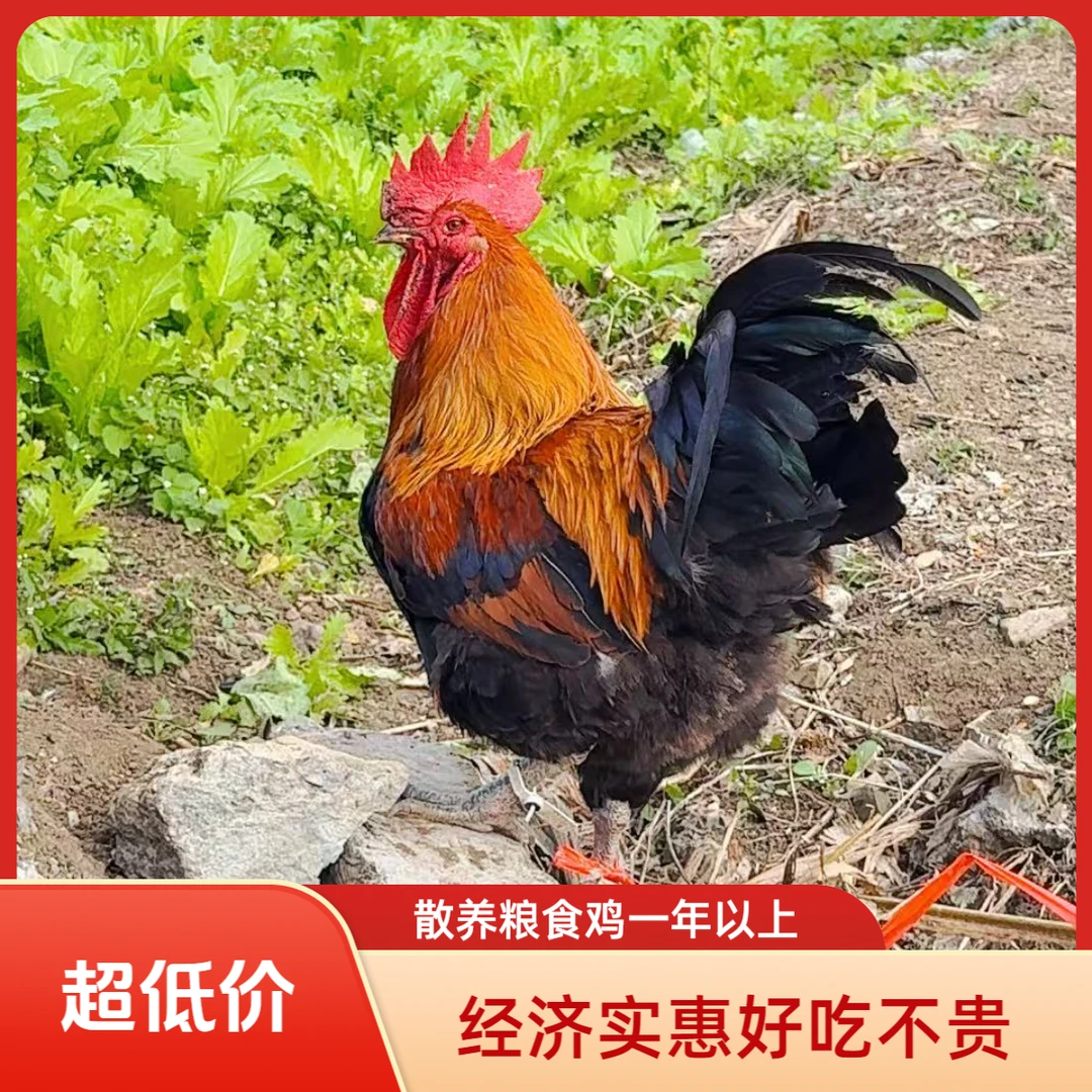 贵州农家林下散养鸡 粮食土公鸡 营养丰富 活体宰杀 养一年半以上