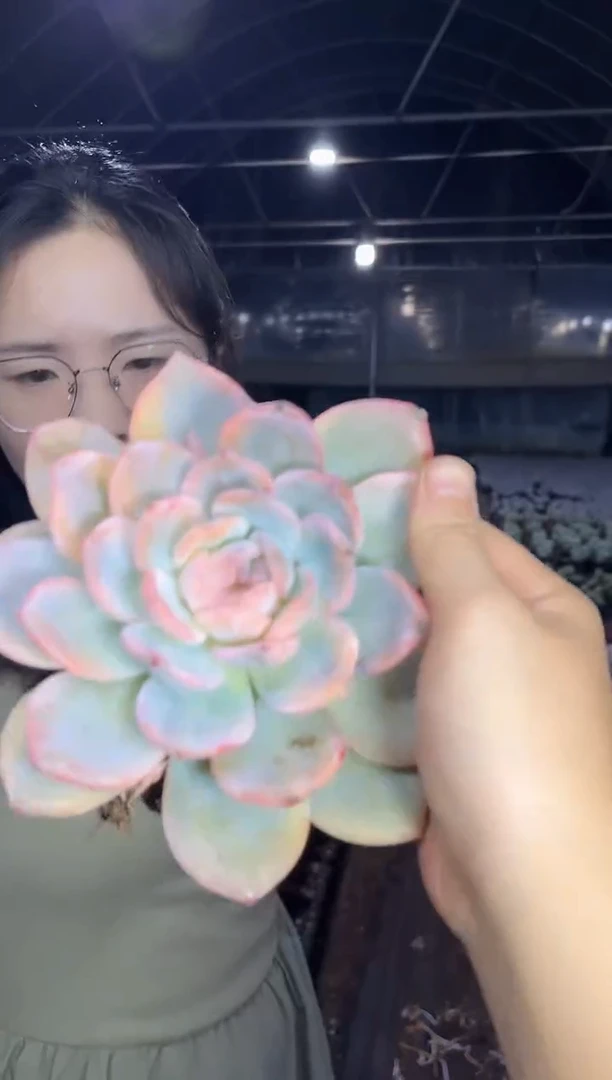 梦露锦10CM  9.99